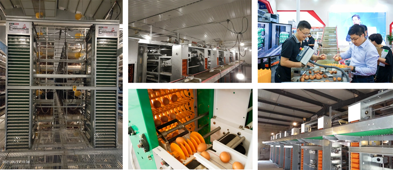 EGG COLLECTION SYSTEM